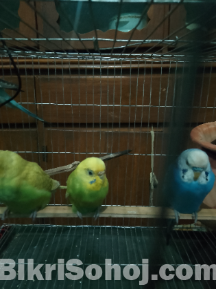 রানিং বাজিগার খাঁচা সহ